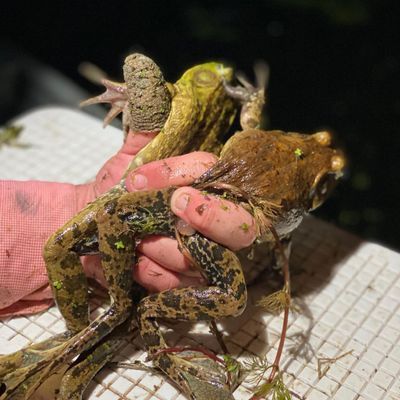 Louisiana Frogging Season