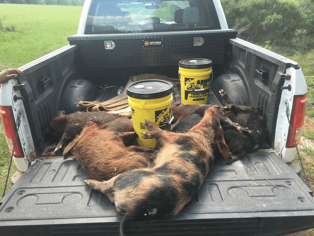 Hog Hunts Louisiana | 1 Day Hunting Trip